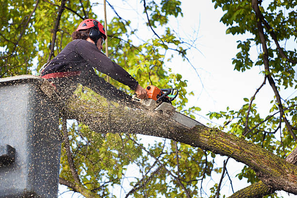 Professional Tree Removal Services in Ludlow, KY